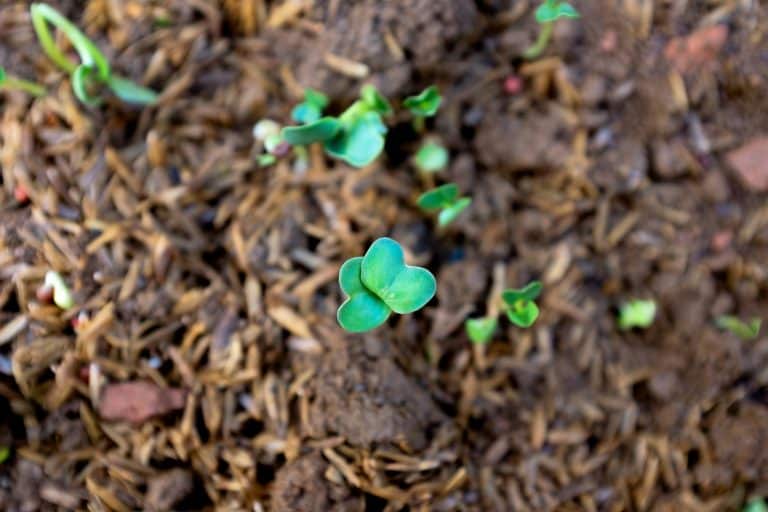 Soil with sprouts.